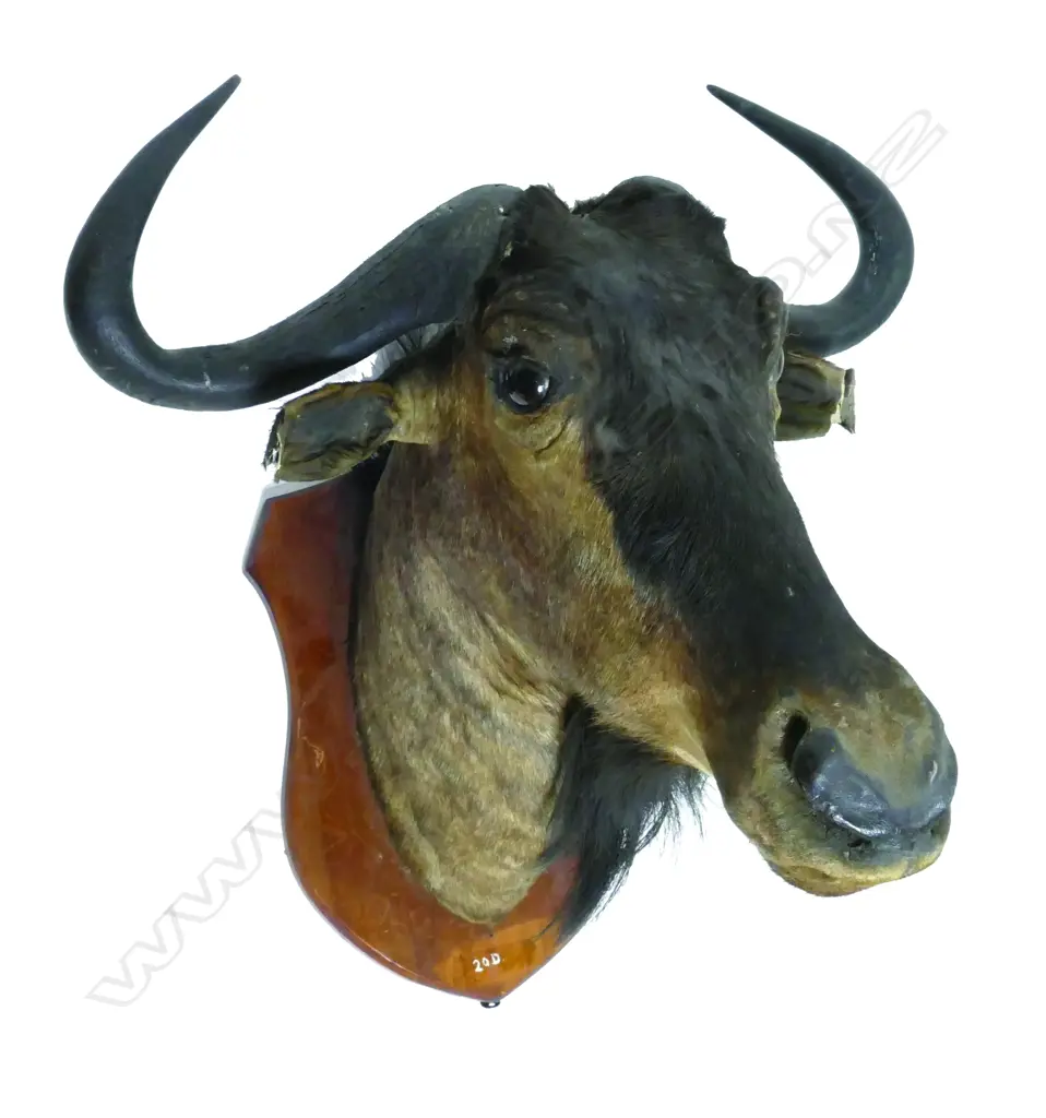 A taxidermy head of a Cape buffalo Image 1++