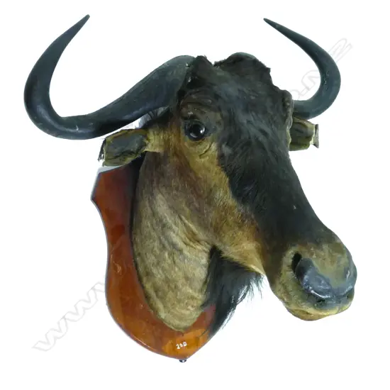 A taxidermy head of a Cape buffalo