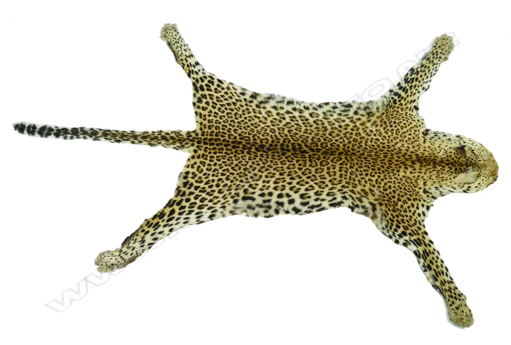 A full leopard skin pelt Image 1++
