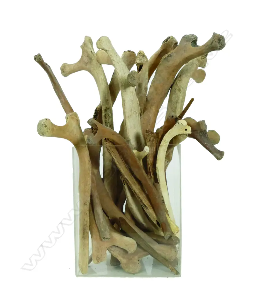 BOX MOA BONES  Image 1++