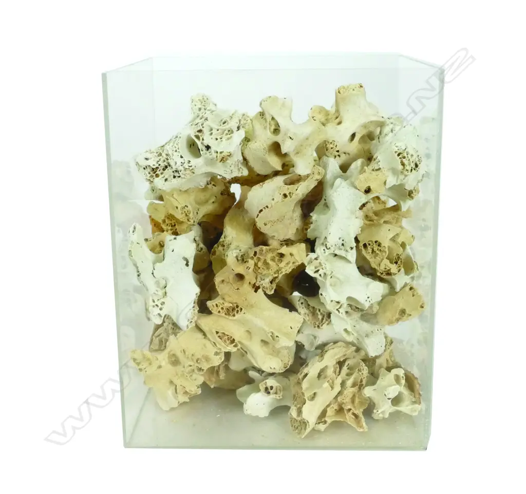 BOX MOA BONES  Image 1++