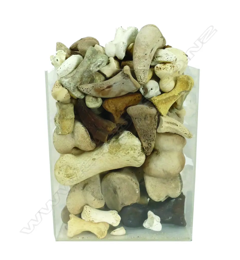 BOX MOA BONES  Image 1++