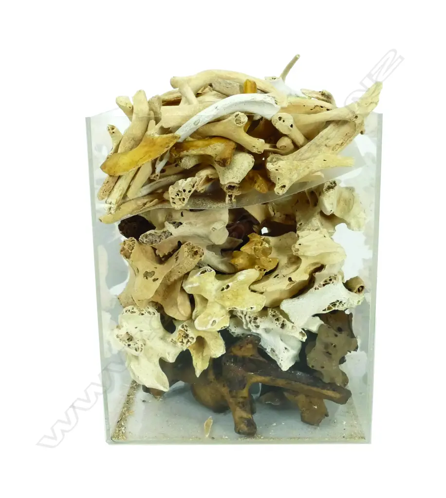 BOX MOA BONES  Image 1++