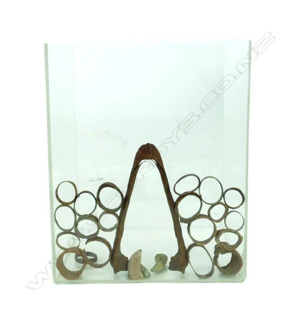 MOA JAW BONE, TRACHEAL & CLAW BONES Image 1++