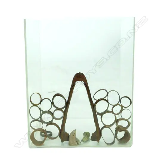 MOA JAW BONE, TRACHEAL & CLAW BONES