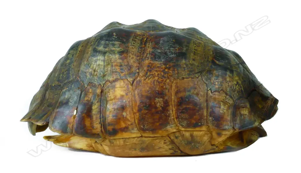 A full old tortoise shell Image 1++