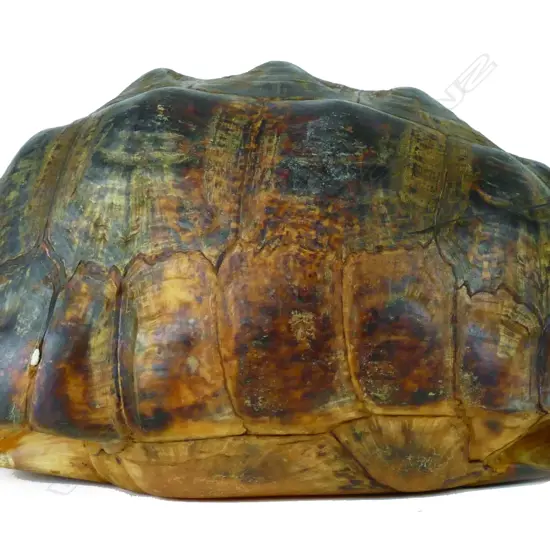 A full old tortoise shell