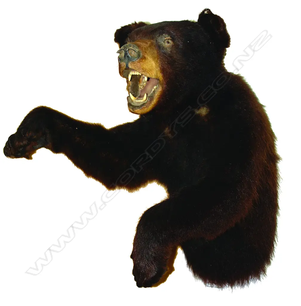 A taxidermy Asian brown bear Image 1++