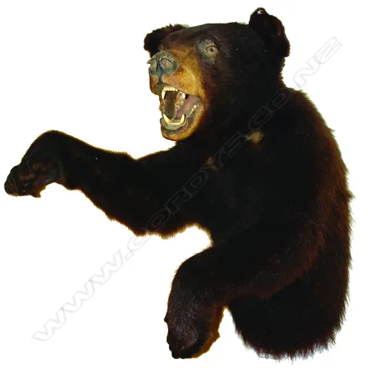 A taxidermy Asian brown bear
