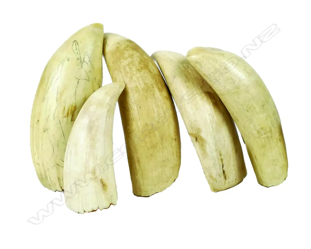 Five sperm whale teeth dating from the early 1900s and collected in the 1980s from a descendant of a worker at the Albany Whaling Station Image 1++