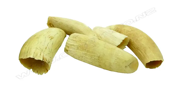 Five sperm whale teeth dating from the early 1900s and collected in the 1980s from a descendant of a worker at the Albany Whaling Station Image 1++