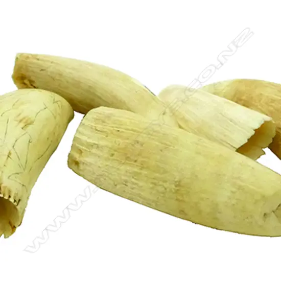 Five sperm whale teeth dating from the early 1900s and collected in the 1980s from a descendant of a worker at the Albany Whaling Station