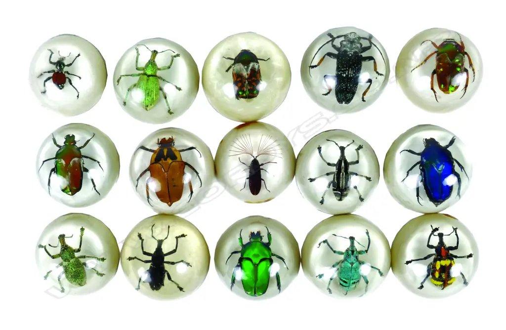 A collection of 80+ PNG beetles Image 1++
