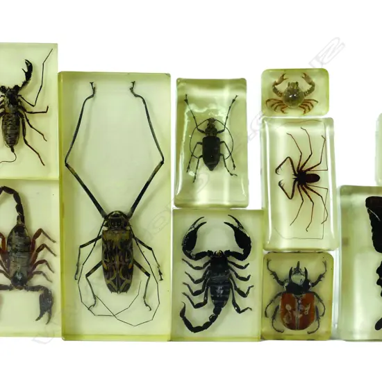 A collection of 11 insects and one butterfly