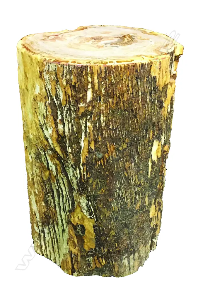 A petrified wood side table/stool Image 1++