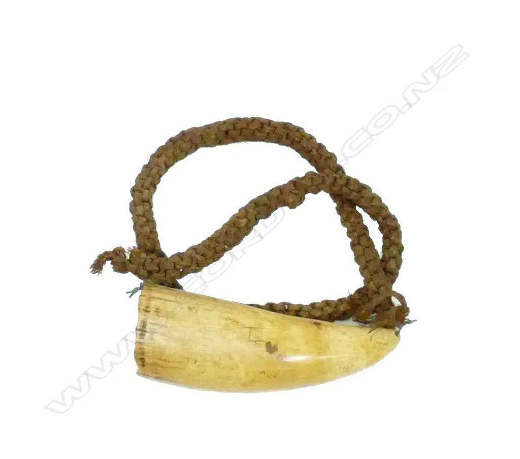 A 19thC Fijian tabua with cord Image 1++