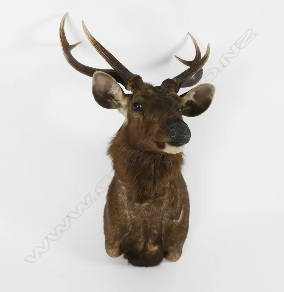 A good taxidermied Sambar deer head Image 1++