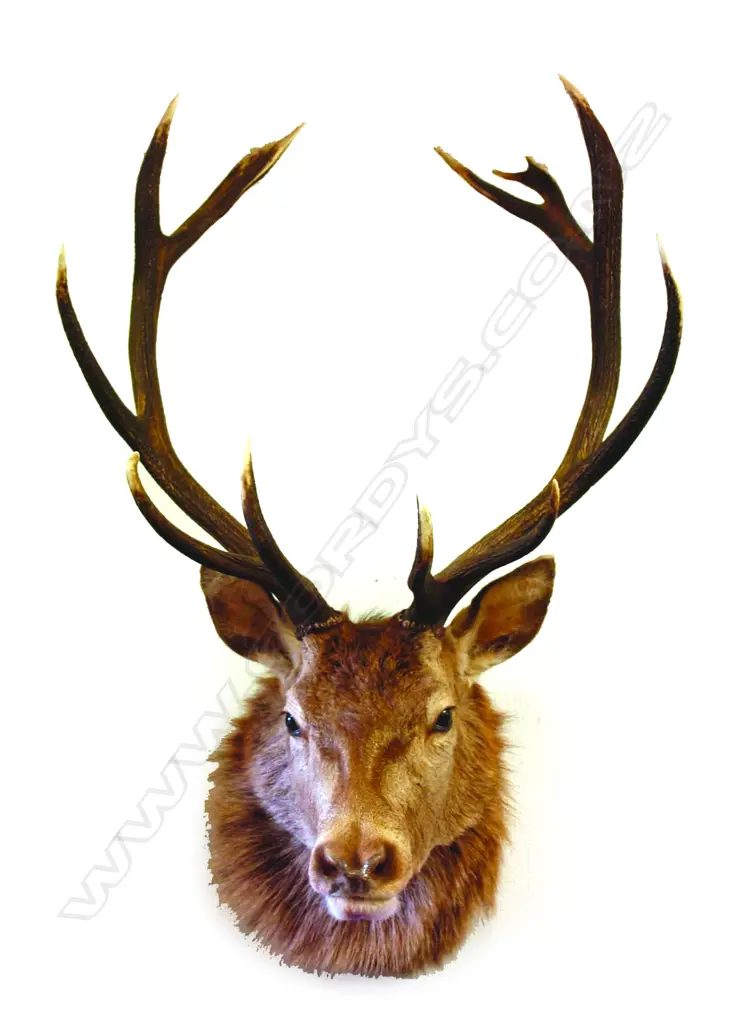 A quality taxidermy deer head Image 1++