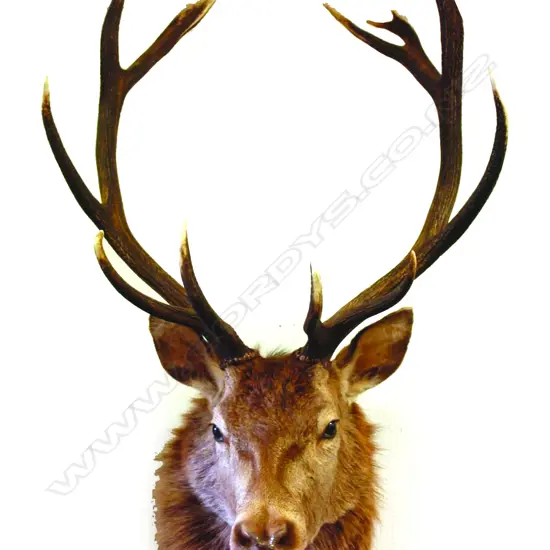 A quality taxidermy deer head