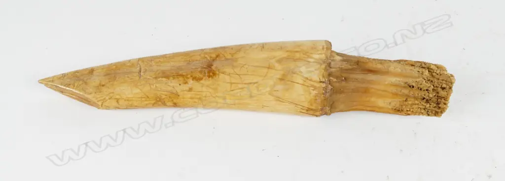 317] Artefact Inuit walrus tusk * Image 1++