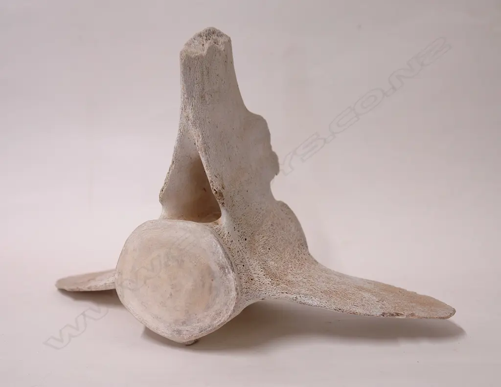 OLD WHALE BONE VERTABRAE Image 1++