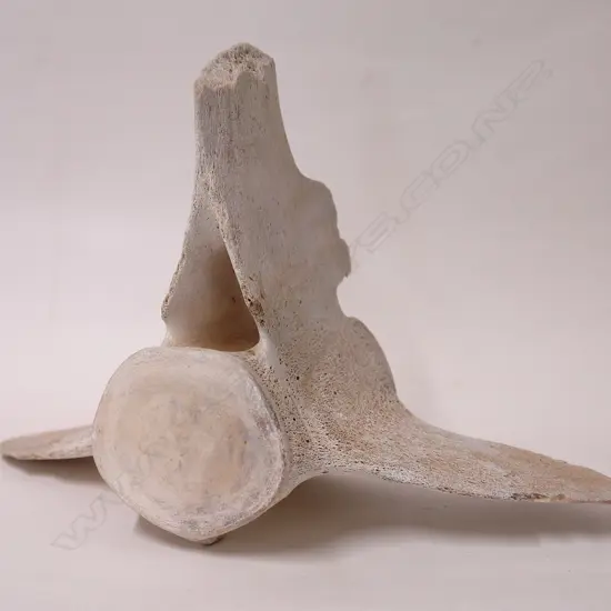OLD WHALE BONE VERTABRAE