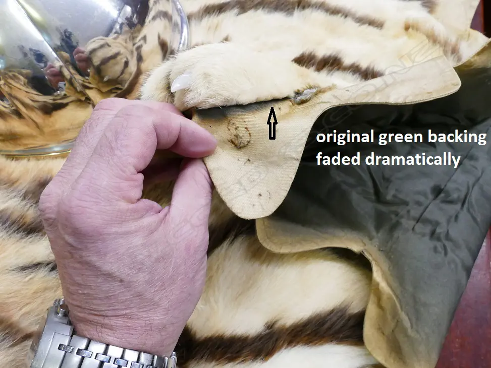 An genuine vintage recreation tiger skin rug Image 1++