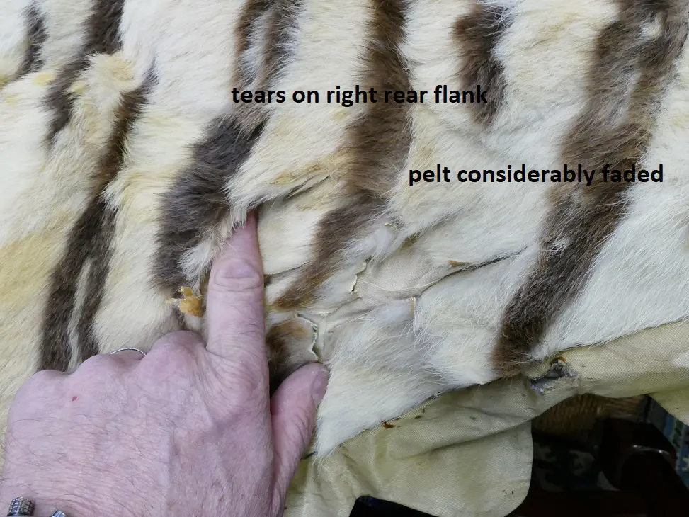 An genuine vintage recreation tiger skin rug Image 1++