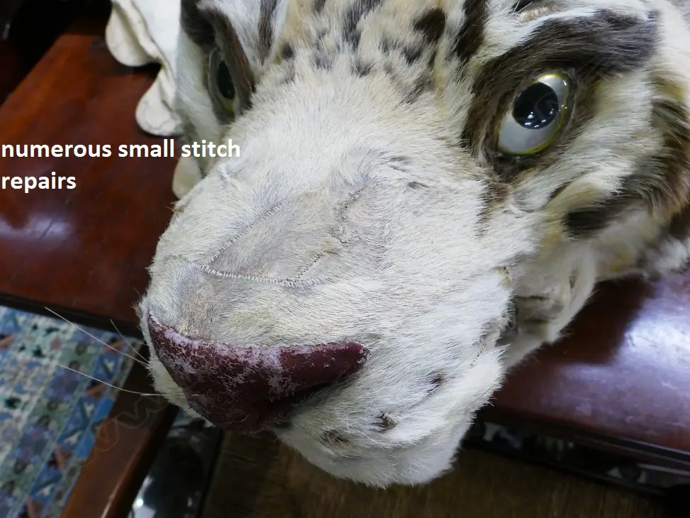 An genuine vintage recreation tiger skin rug Image 1++