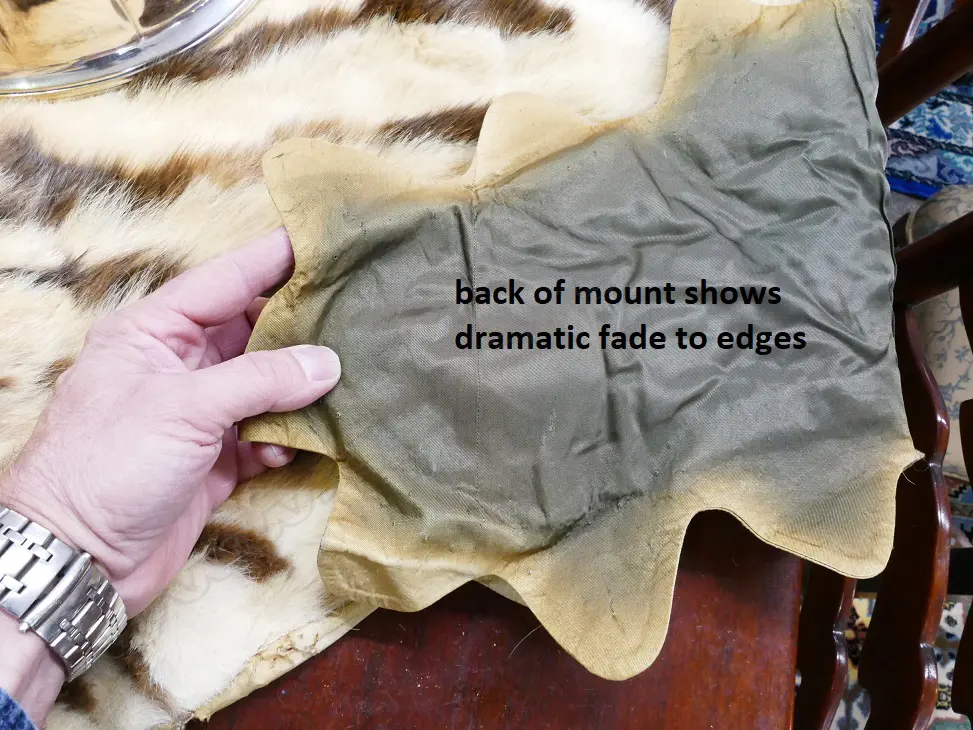 An genuine vintage recreation tiger skin rug Image 1++