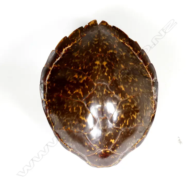 A turtle shell Image 1++