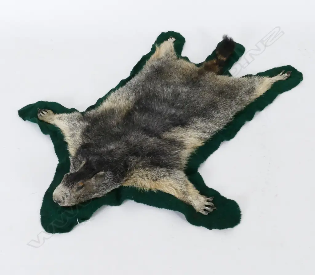 A marmot skin and head Image 1++