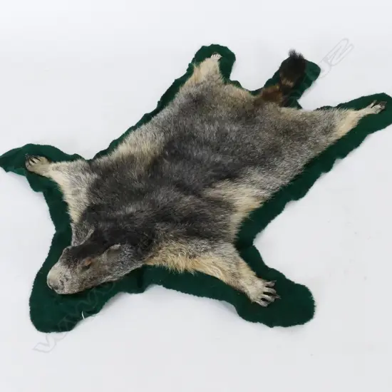 A marmot skin and head