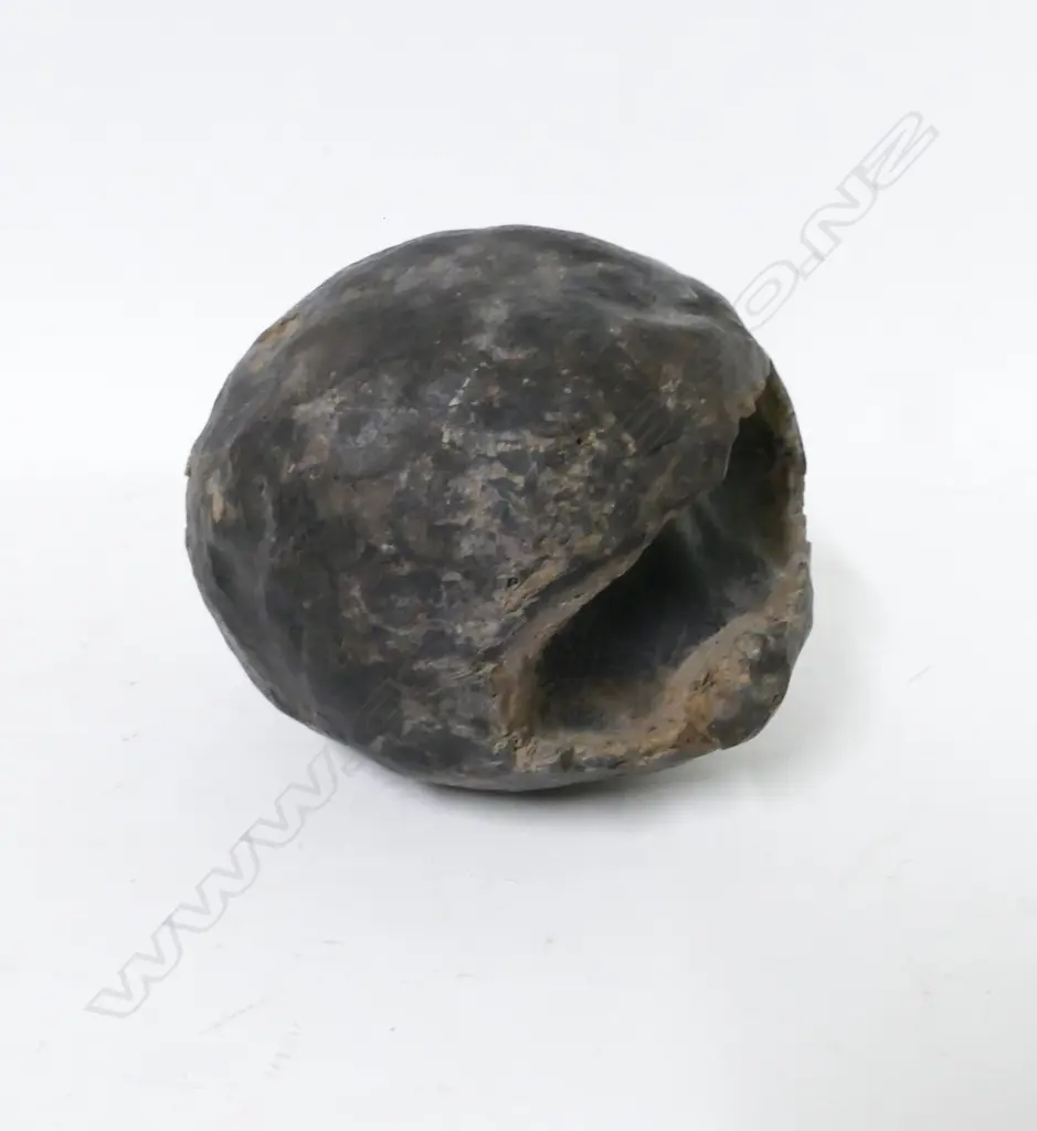 A fossilised dinosaur egg Image 1++