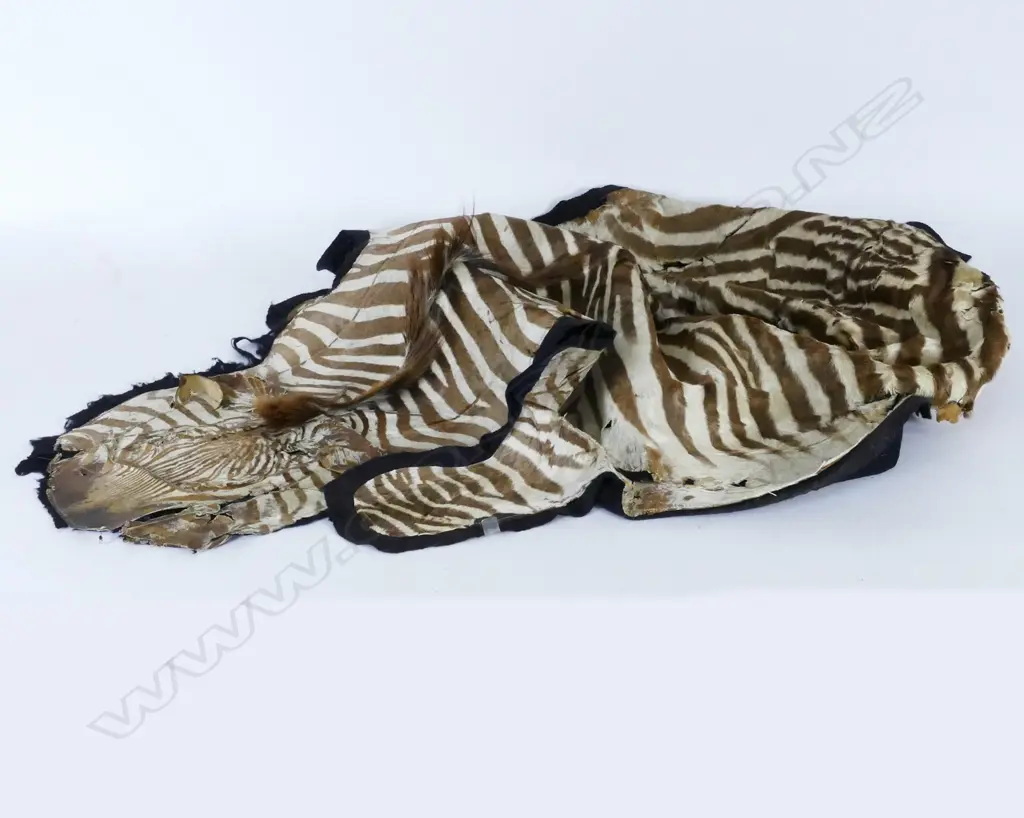 A vintage zebra skin Image 1++
