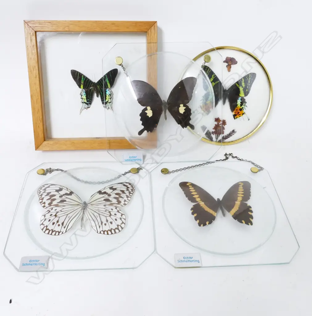 Five specimen butterflies Image 1++