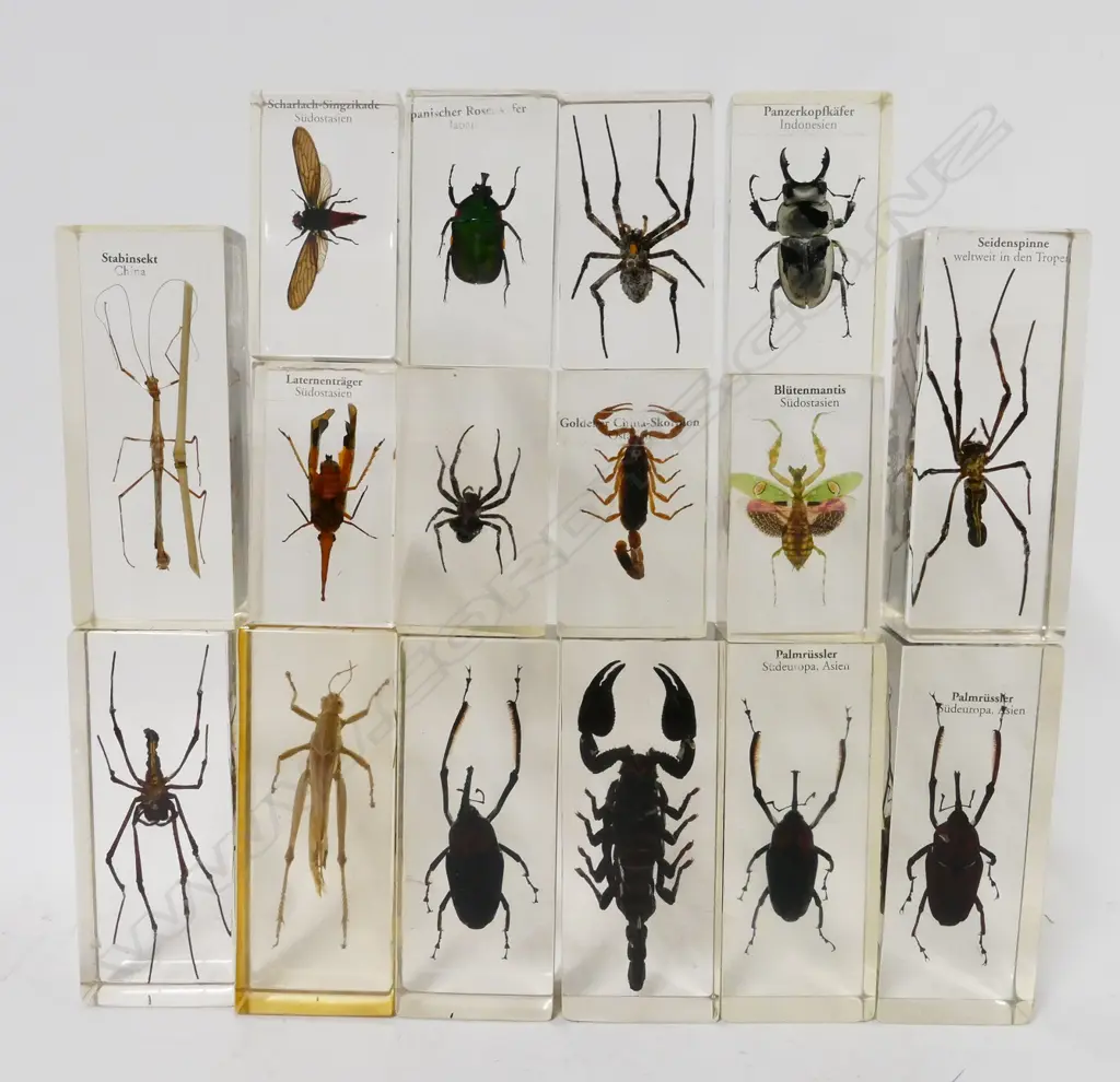 A collection of 16 specimen insects Image 1++