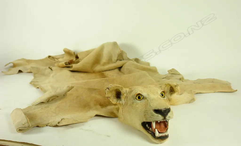 A vintage lion skin rug with full mounted head Image 1++