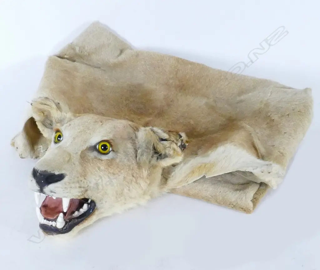 A vintage lion skin rug with full mounted head Image 1++