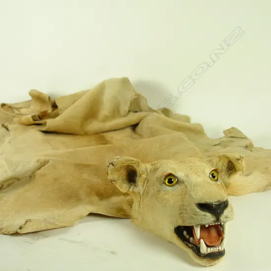 A vintage lion skin rug with full mounted head