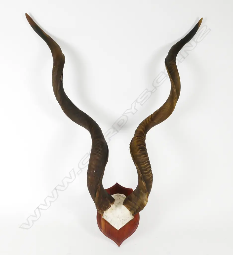 SET OF KUDU TROPHY HORNS Image 1++