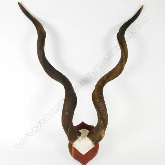 SET OF KUDU TROPHY HORNS
