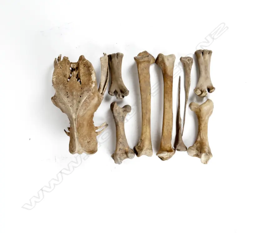 The pelvis and leg bones of a moa Image 1++