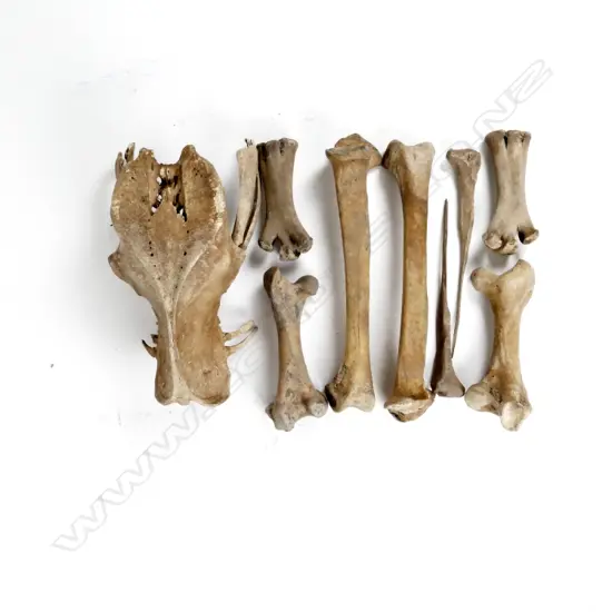 The pelvis and leg bones of a moa