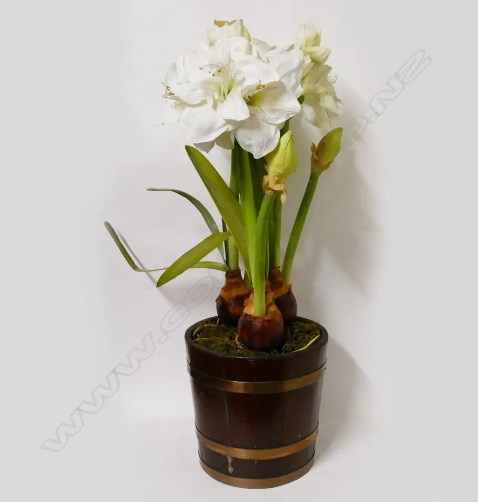 A vintage oak and brass coopered plant pot Image 1++
