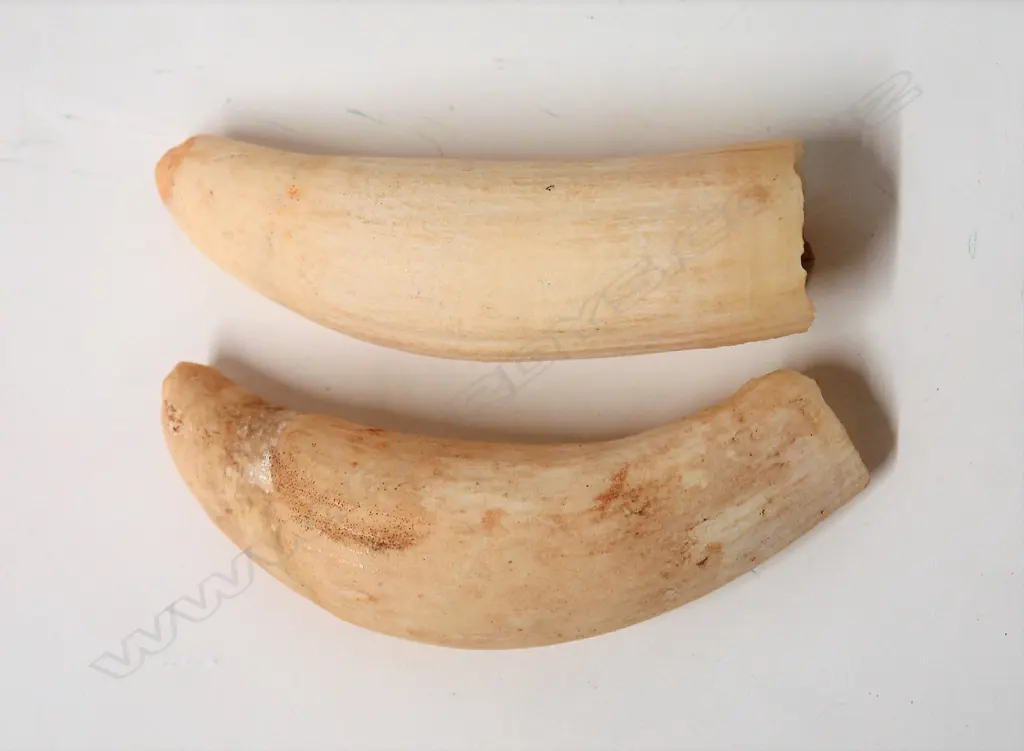 Two old small whale's teeth Image 1++