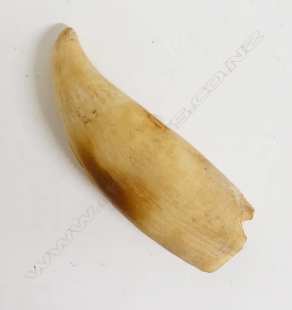 A large sperm whale tooth Image 1++