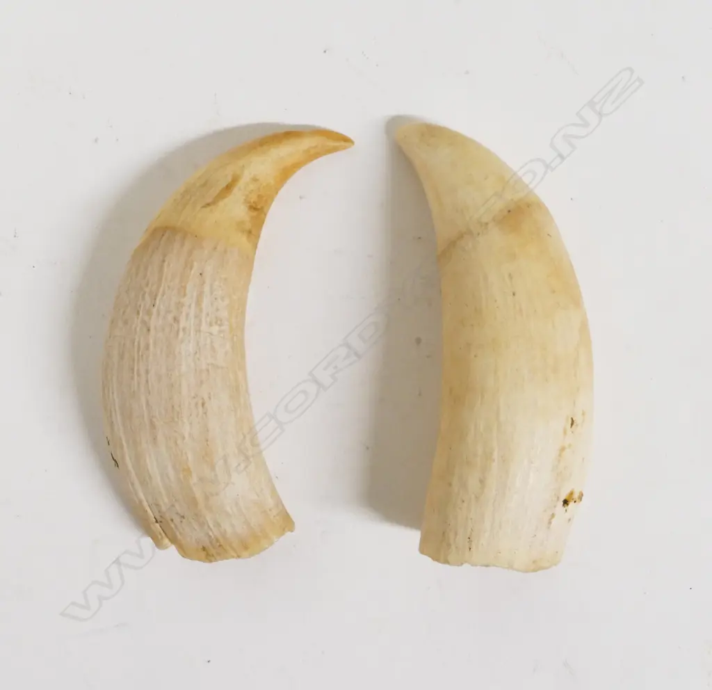 Two old sperm whale teeth Image 1++