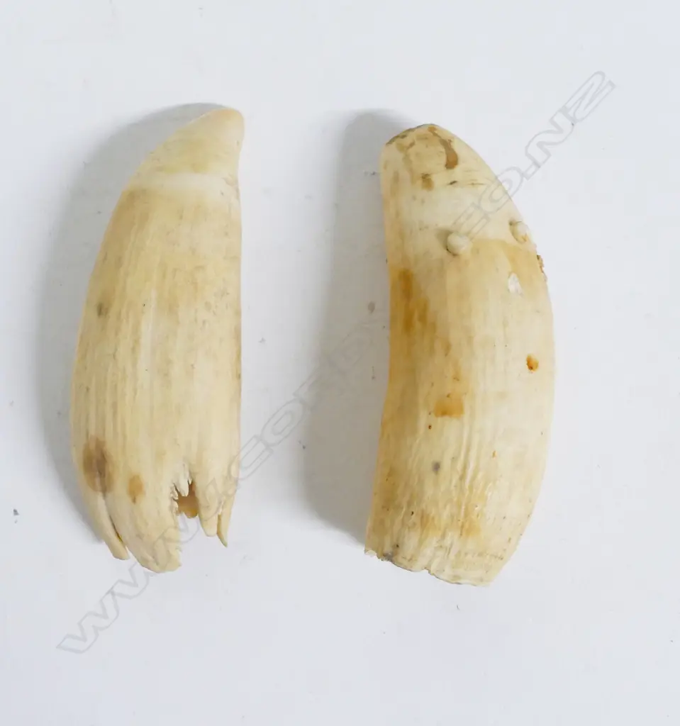 Two old sperm whale teeth Image 1++