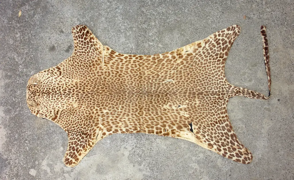 An old leopard skin rug Image 1++